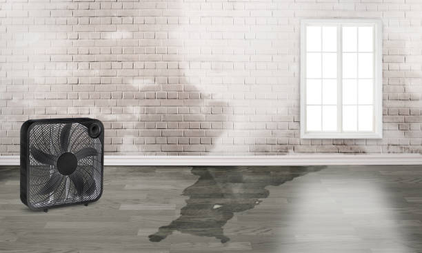 Best Water damage restoration near me  in North Palm Beach, FL